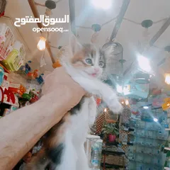  8 قطط لتبني بشروط
