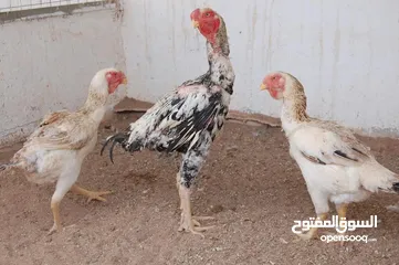  24 ضيوفنا الكرام  عيشو التجربه عنا بمزرعة وشاليه النور  مكان هادي وخصوصيه عائليه ومناظر طبيعية إلك وللأ