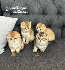  2 كيتنز سكوتش فولد