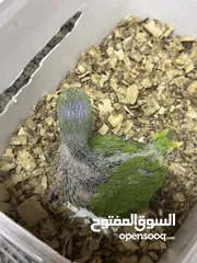  3 Indian Ring Neck Parrot baby