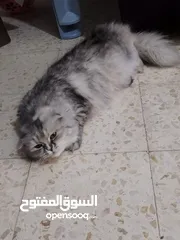  2 عمان القويسمه