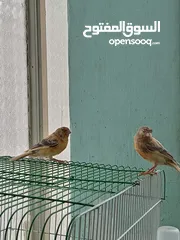  8 اقرى الوصف