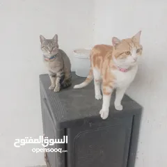  2 قطط منزليه اليفه تعيش في المنزل