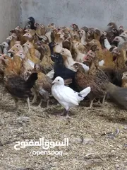  4 دجاج عماني ما شا الله احجام طيبه ب ريال فقط عمر ثلاثة اشهر