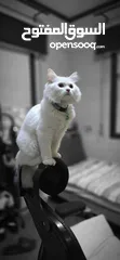  1 White British cat قط بريطاني ابيض للبيع