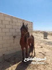  4 حصان للبيع