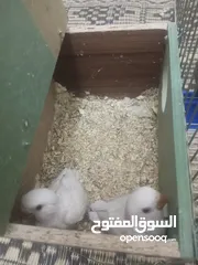  7 بسم الله ما شاء الله طيور كامل للبيع البيع كامل اقرا الوصف جيدا