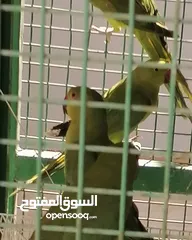  5 متوات خضران العمر مناسب للتدريب وللتحدث