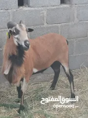  2 وعل الكاميرون