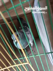  4 حمام زاجل طير انثي