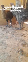  4 صيصان دجاج بلدي للبيع للبدل على حمام
