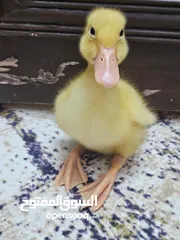  1 فرخ بطة  بطوط للبيع