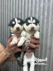  17 جراء هاسكي