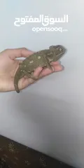  1 حرباية ملونة