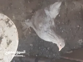  6 فراخ براهمه عمر3 اشهر