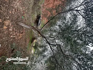 21 ارض مميزة 3ونص دونم للبيع من المالك مباشرة