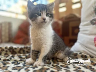  4 قطط سكوتش فولد جولد وسكتش ستريت اقرأ الوصف