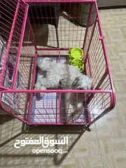  4 كلب ملتيبو للبيع العمر 8 شهور