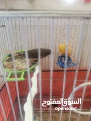  17 كوم عصافير للبيع