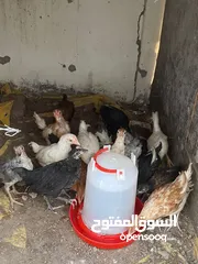  4 دجاج عماني اصل للبيع العمر شهرين