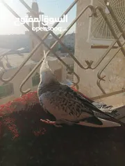  4 كوكتيل لون نادر