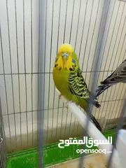  1 جوز حب انجليزي بسعررر مغري 35 دينار من الاخر