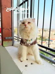  1 قط سكوتش فولد مميز منزلي اليف وسعره مناسب خالي من اي امراض او مشاكل صحية