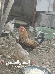  3 دجاج عرب مال بيت ملقح ديج ودجاجتين بياضات