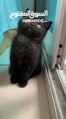 2 Adorable British Shorthair Kittens Looking for Their Forever Homes – Ready to Join Your Family