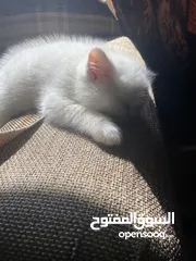  3 قط ذكر للبيع