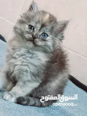  3 قطه هاف بيكى