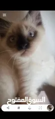  3 Ragdoll cat  قطط راغدول