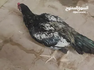  4 ديك باكستاني