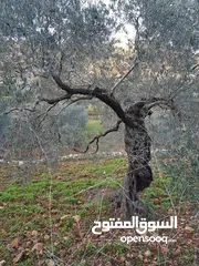  6 أرض زيتون تصنيف أ مساحة 3 دونم وربع