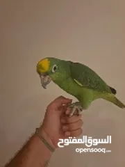  2 parrot yellow crown