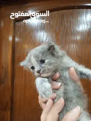  5 قطط كتن مكس للبيع