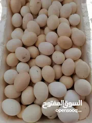  1 بيض بلدي مخصب  للبيع _   متوفر حاليا 60 بيضة