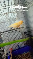  3 طور كنار بصلا على النبي