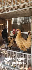  5 طيور مزرعه زرب الصواوين