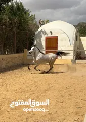  2 Hard to find outstanding pedigree arabian stallion