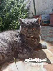  20 قطط عدد 5 بسعر مناسب جدا جدا ومغري مستوى عالي عالي جداً لعشاق التميز والإبداع قطط راغدول مكس وبريتش