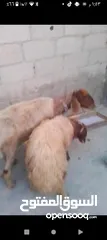 2 غنم نعجه ولدها عمر ست شهور خروف