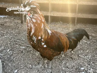  10 فرصه للبيع مجموعة طيور ب اسعار مميزه  شاهد الوصف
