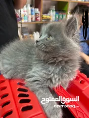  5 قطه كتن للبيع لون رمادي