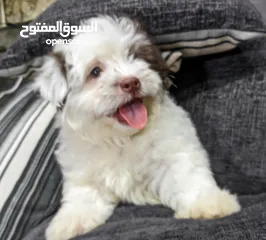  7 جراوي شيتزو - Shitzu puppies