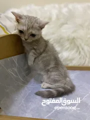  3 منجكن munchkin