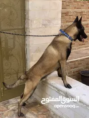  4 ذكر مالينو بلجم