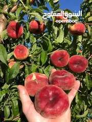  19 عروض علا جميع أنواع الأشجار اشتري كل 10شجرات واحصل على شجرتين مجاني والتوصيل مجانا