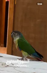  1 Green cheeked conure parrot