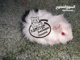  3 غنيا  جامعه حلوان كلمني واتس